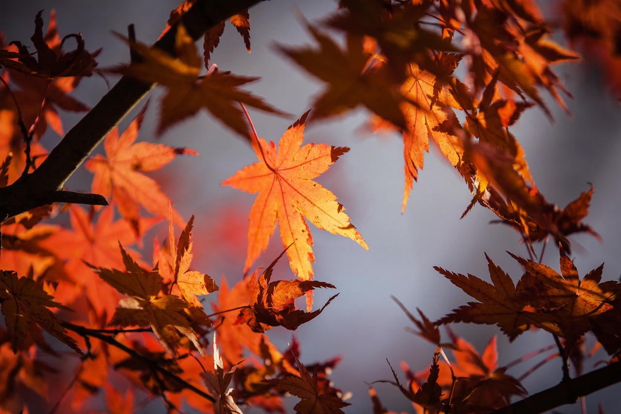 Gezichtspunt door raam: kleurrijke herfstbladeren buiten. Gezichtspunt door raam: kleurrijke herfstbladeren buiten.
