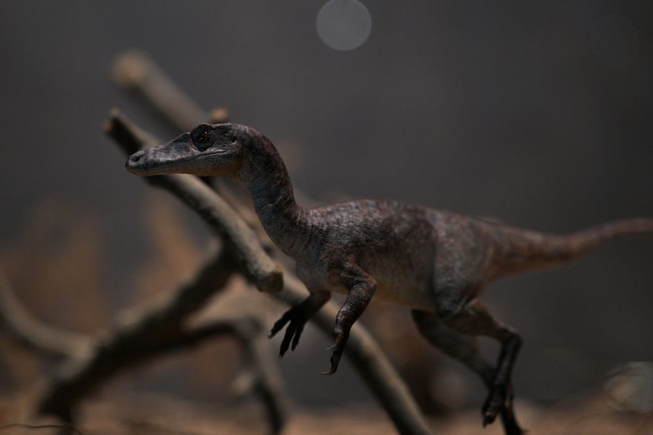 Kerstdinosaurus creëert schaduwen met feestlichtjes. Kerstdinosaurus creëert schaduwen met feestlichtjes.