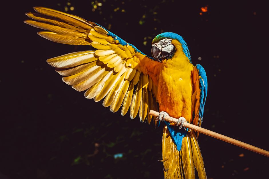 Kleurrijke papegaai met sprankelende decoraties. Kleurrijke papegaai met sprankelende decoraties.