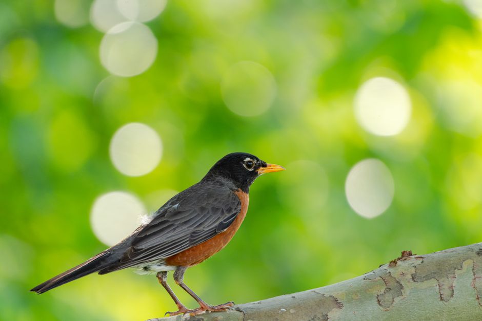 Rustgevende wintergroene stickers met vogels in werkkamer.